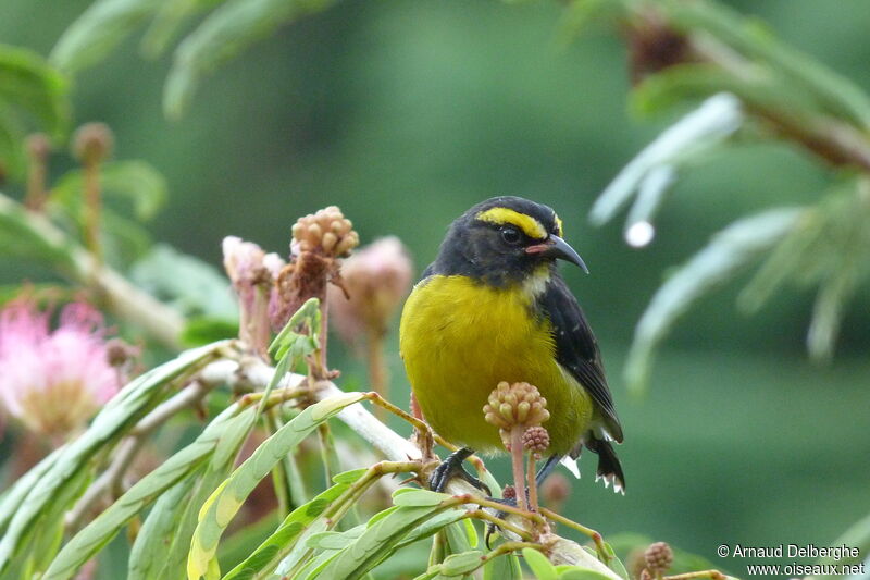 Bananaquit