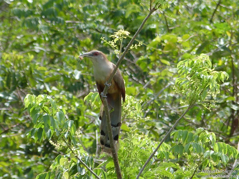 Great Lizard Cuckoo