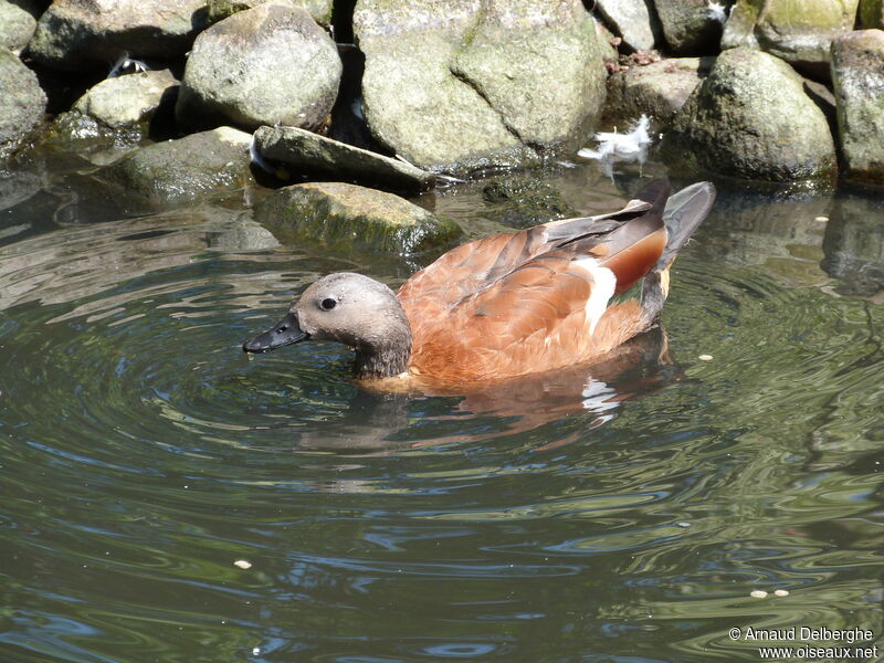 South African Shelduck male