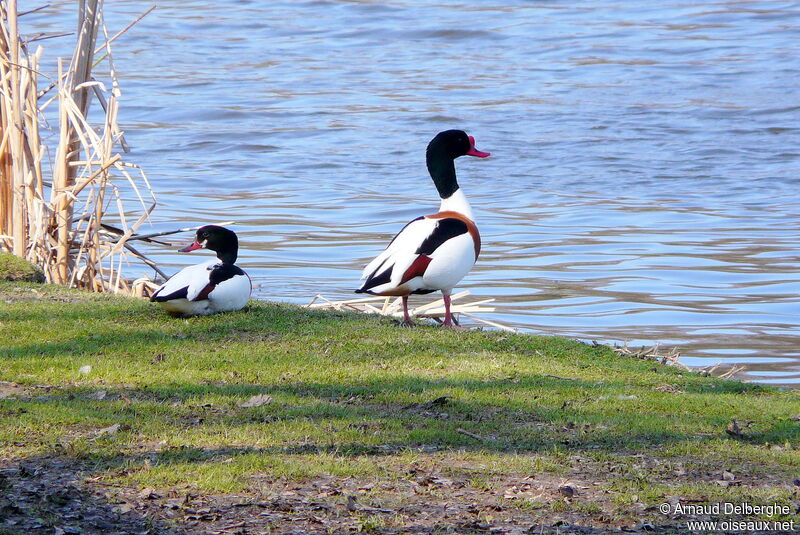 Common Shelduck