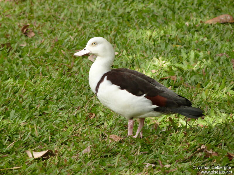 Radjah Shelduck