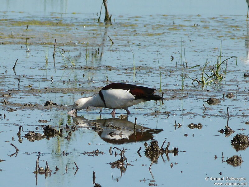 Radjah Shelduck