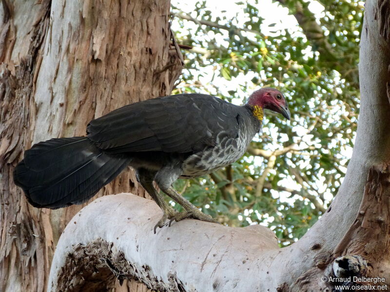 Australian Brushturkey