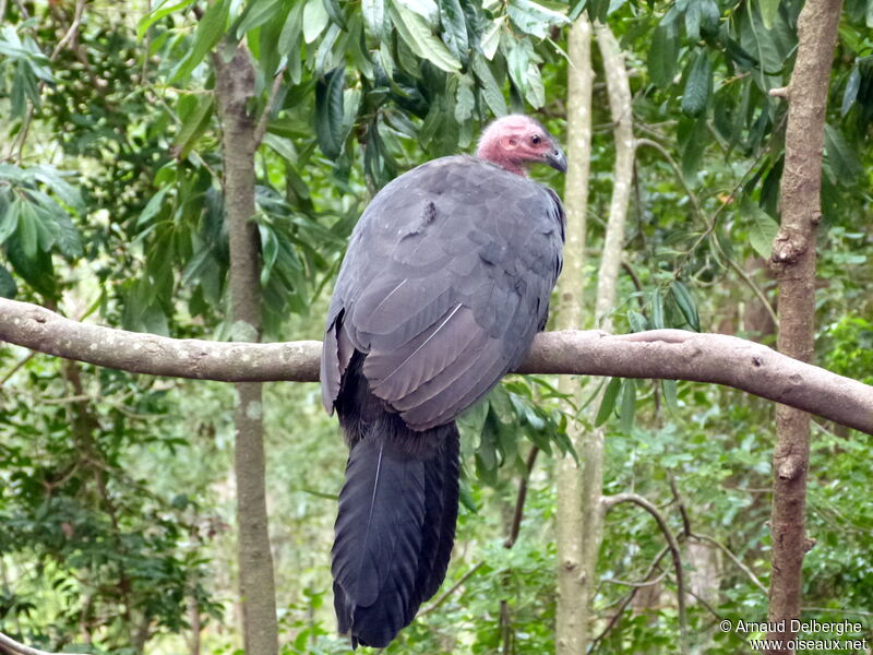 Australian Brushturkey