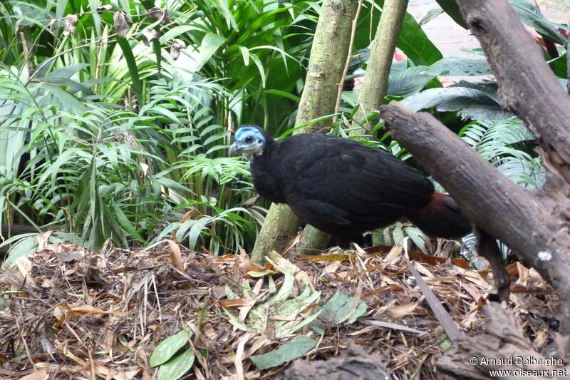 Wattled Brushturkey female