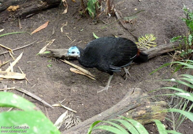 Talégalle des Arfak femelle, identification