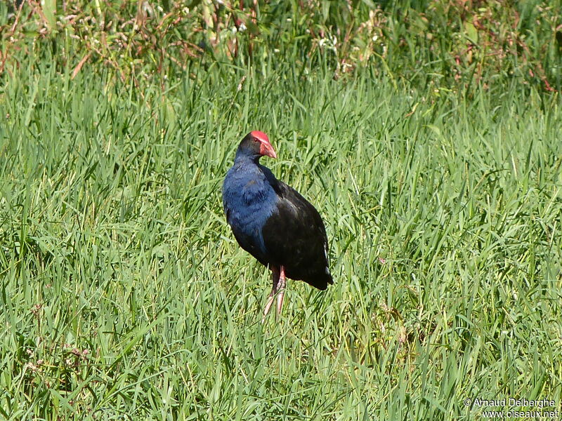 Australasian Swamphen