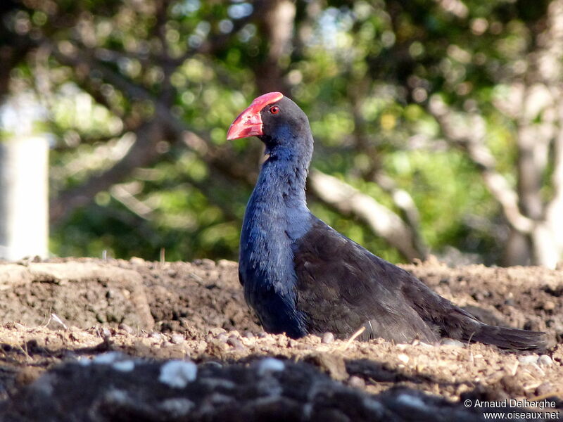 Australasian Swamphen