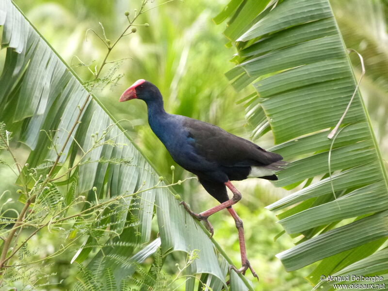 Australasian Swamphen