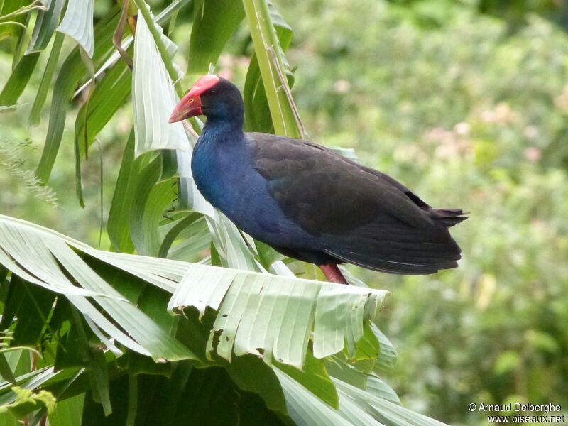 Australasian Swamphen