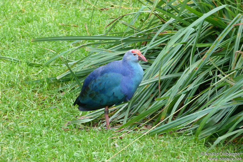 Western Swamphen