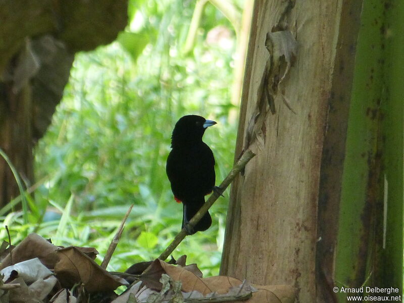 Scarlet-rumped Tanager