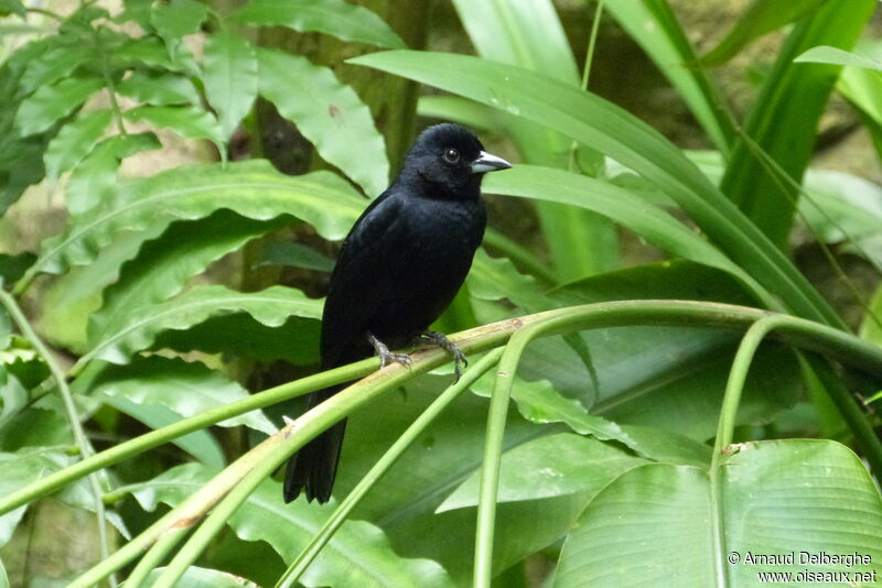 White-lined Tanager