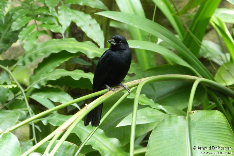 White-lined Tanager