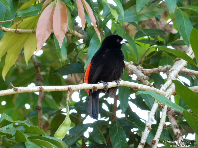 Tangara de Cherrie