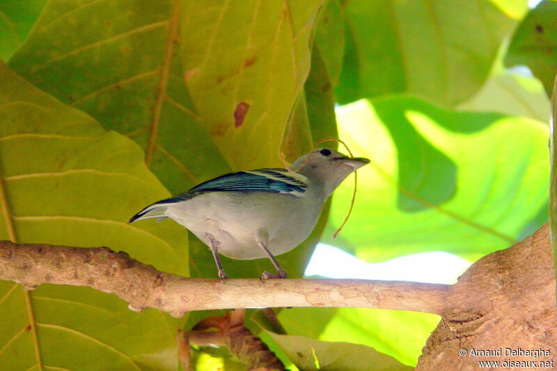 Blue-grey Tanager