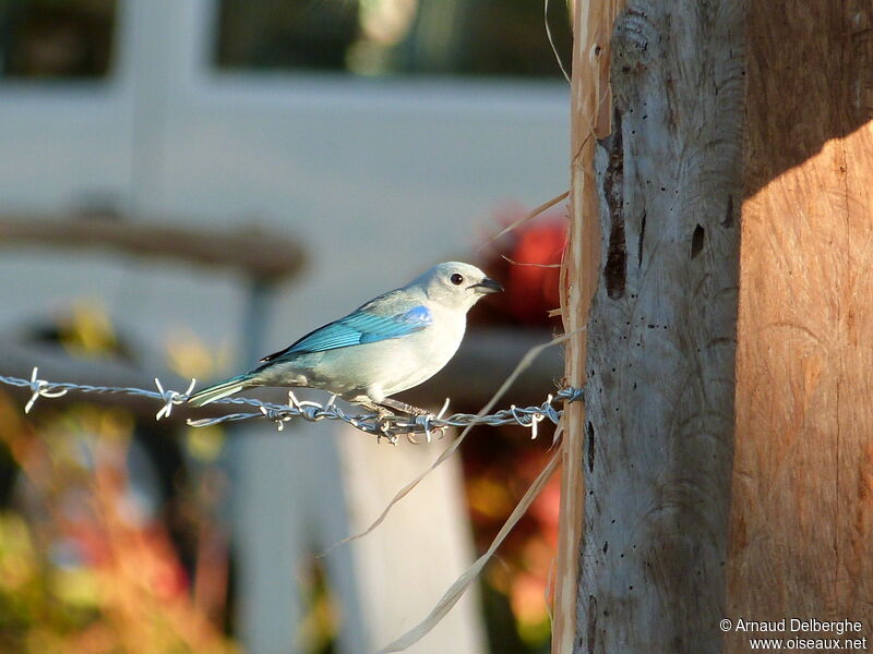 Blue-grey Tanager