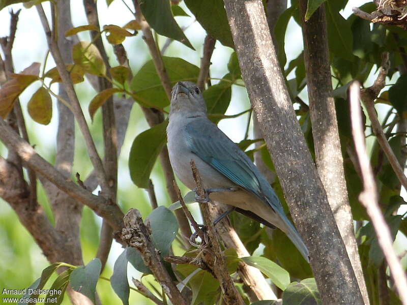 Sayaca Tanageradult, habitat