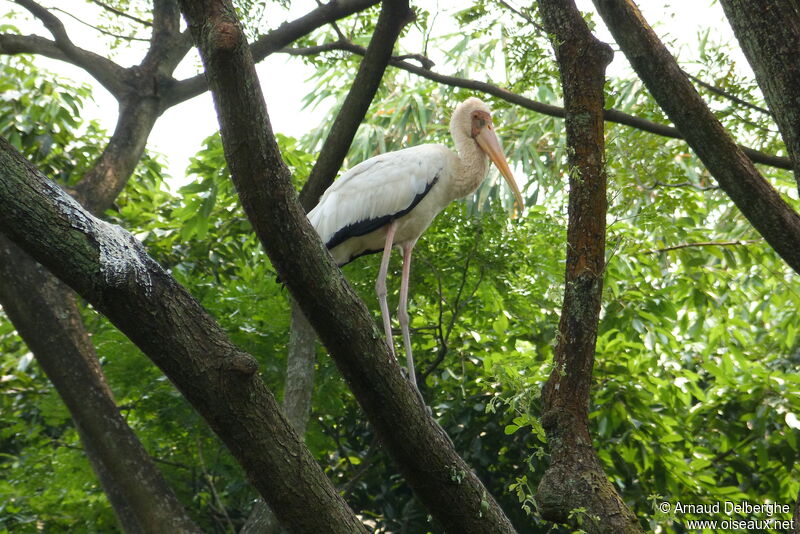 Milky Stork