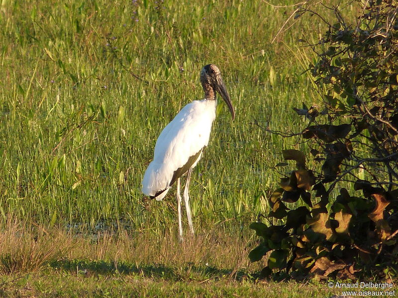 Tantale d'Amérique