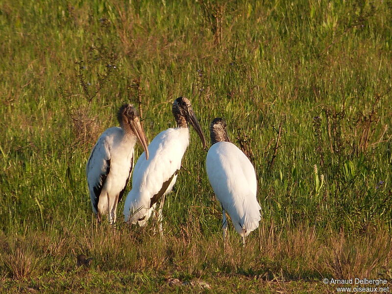 Wood Stork