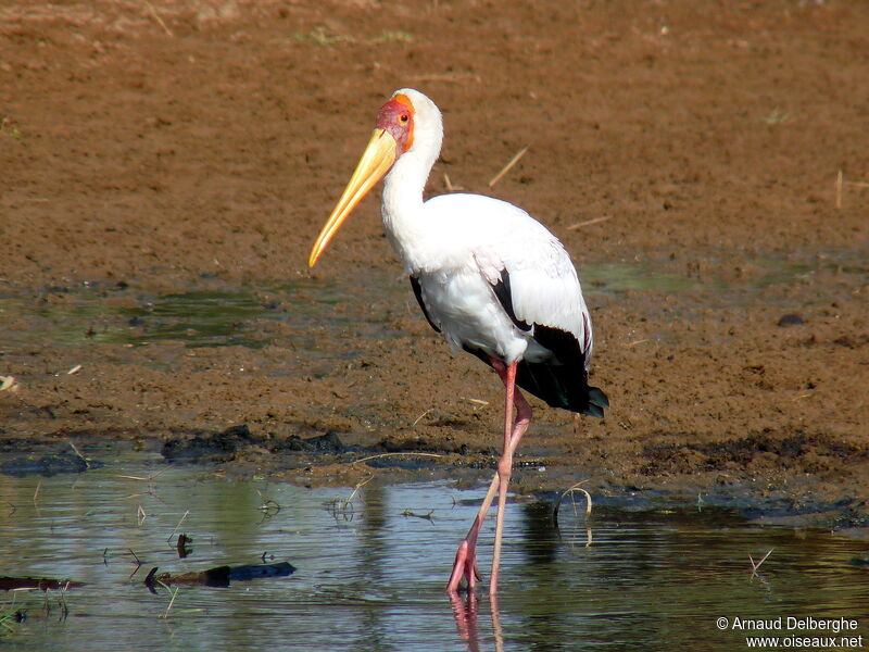 Yellow-billed Stork