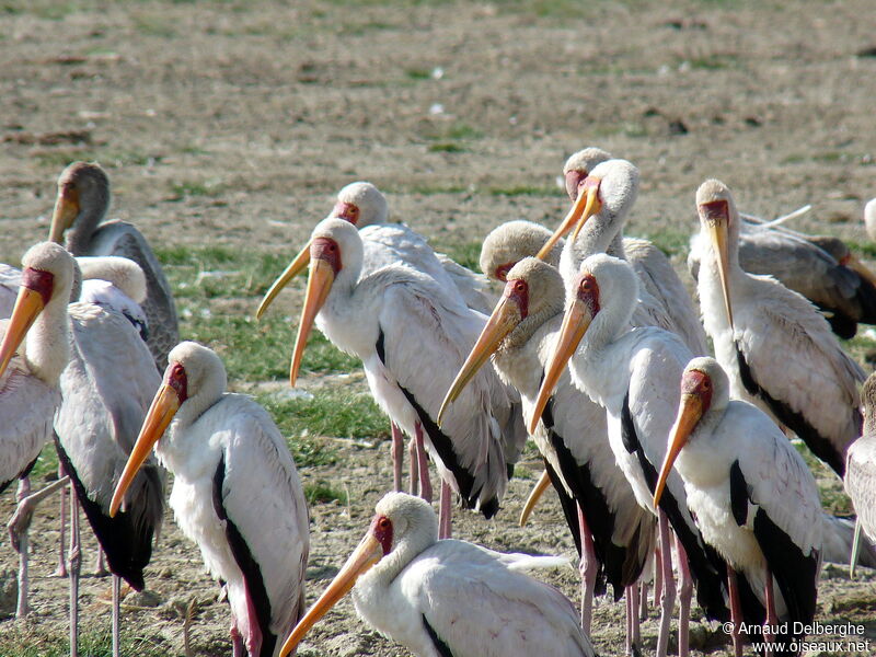 Yellow-billed Stork