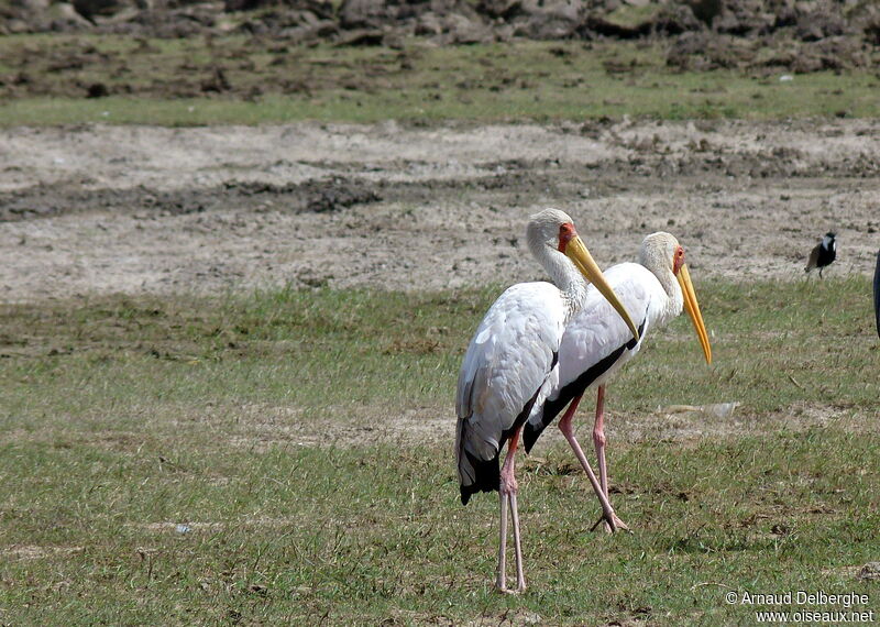 Tantale ibis