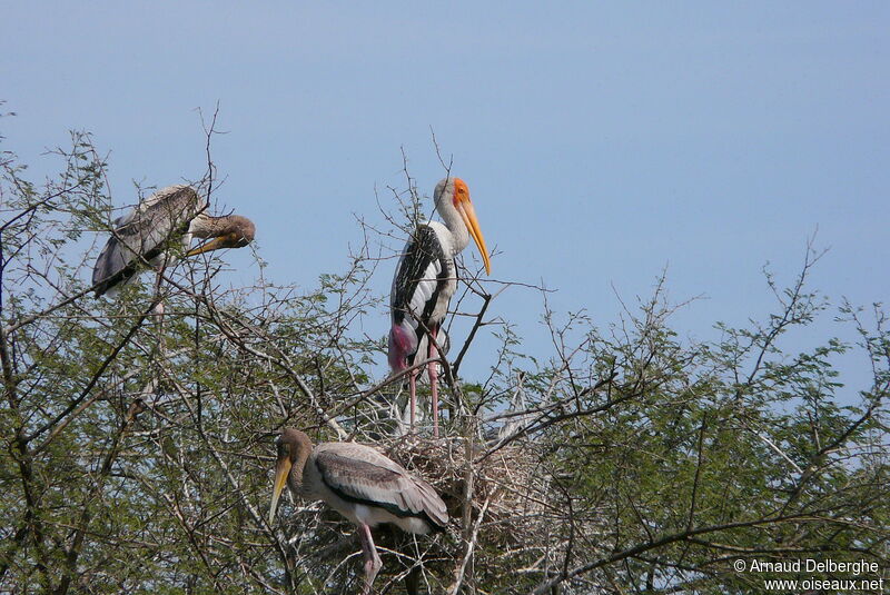 Painted Stork