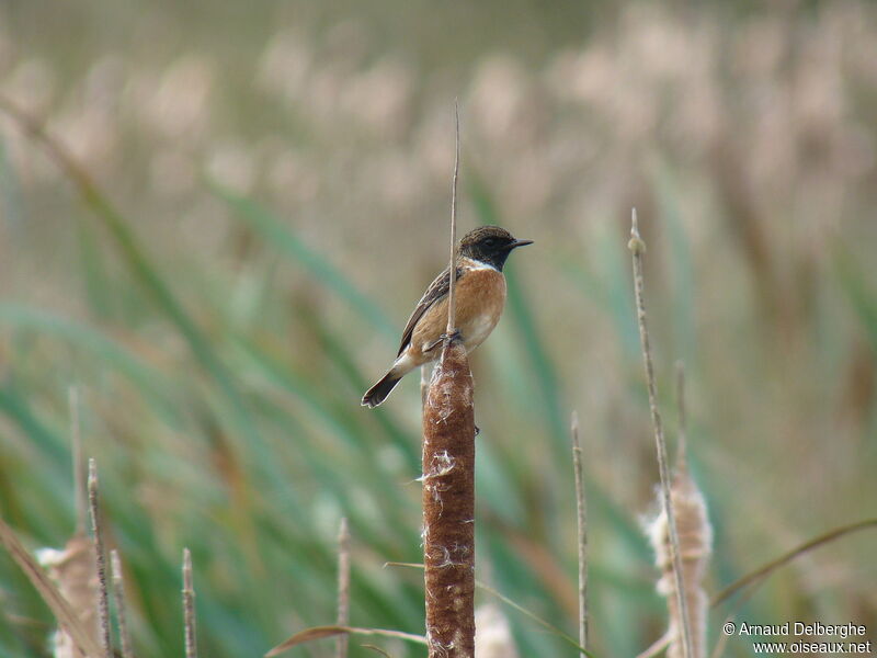 European Stonechat