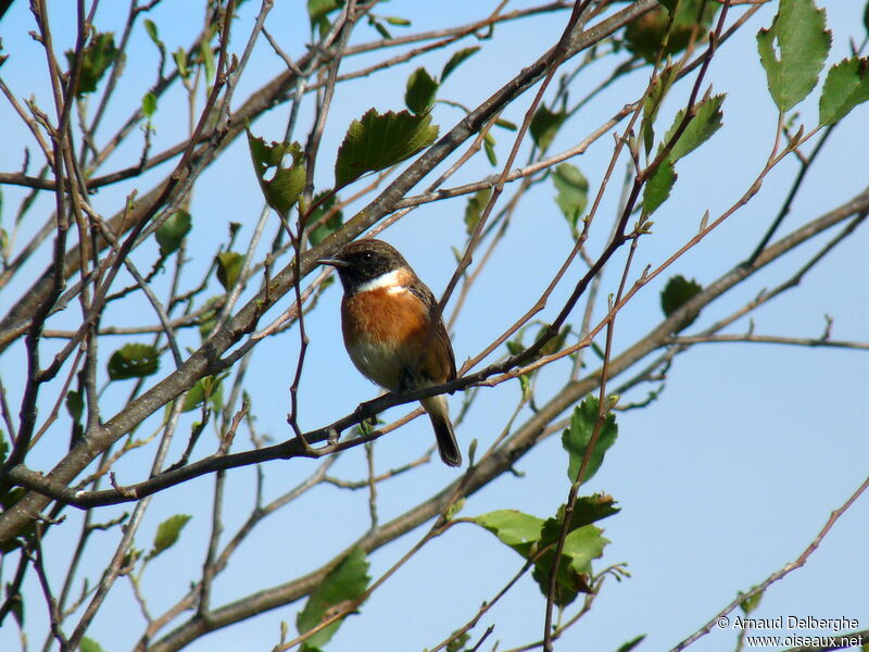 European Stonechat