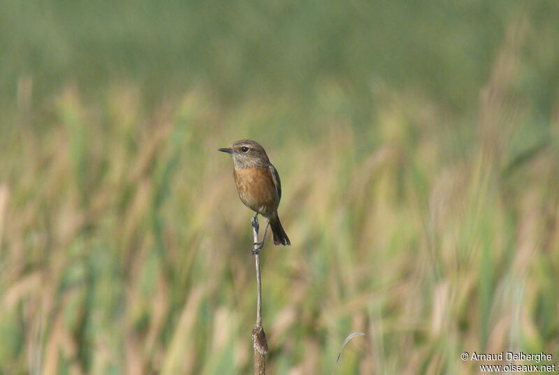 European Stonechat female