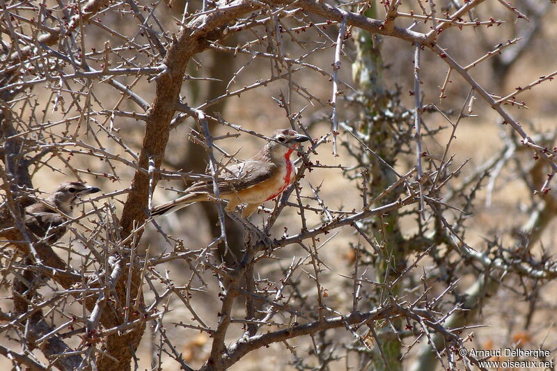 Rosy-patched Bushshrike