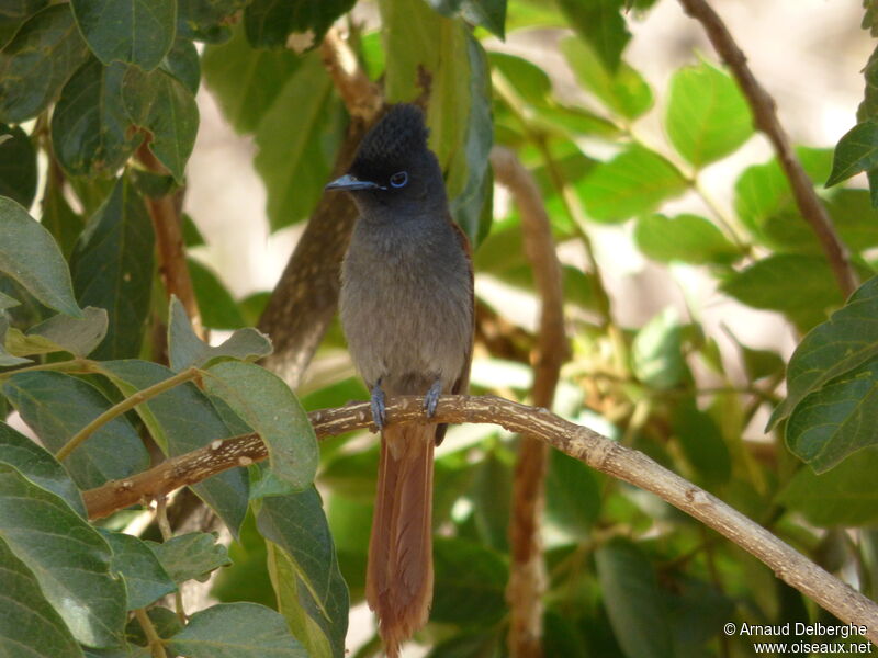 African Paradise Flycatcher