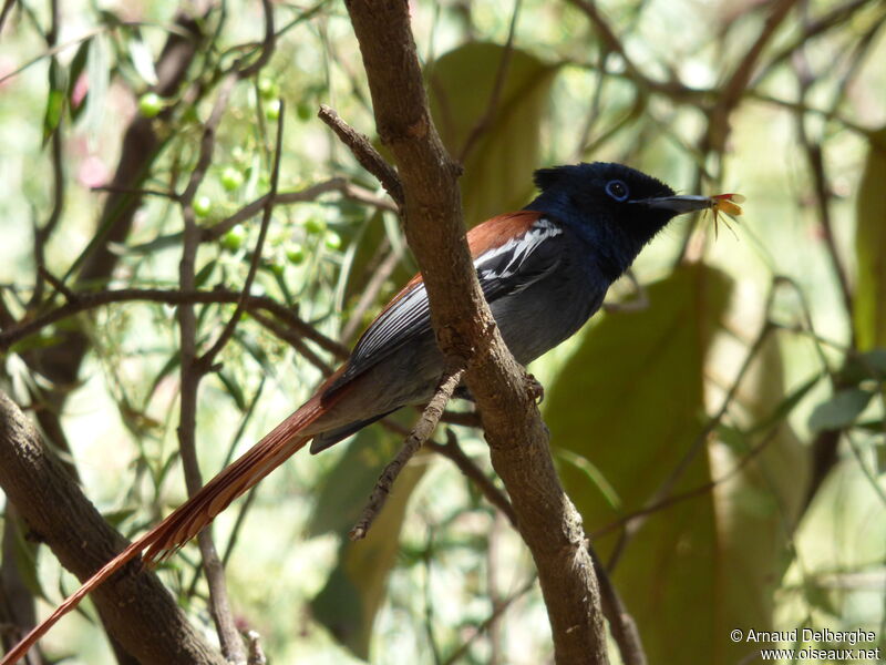 African Paradise Flycatcher