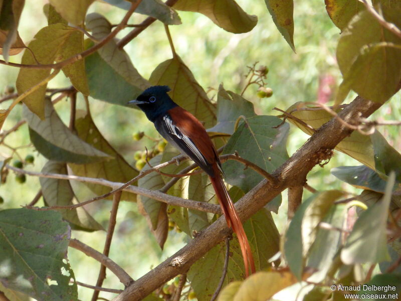 African Paradise Flycatcher