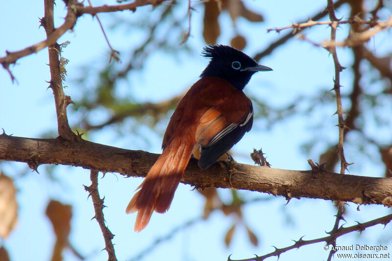 African Paradise Flycatcher