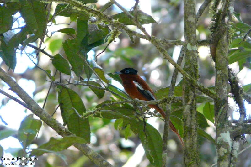 Tchitrec malgache mâle adulte, habitat