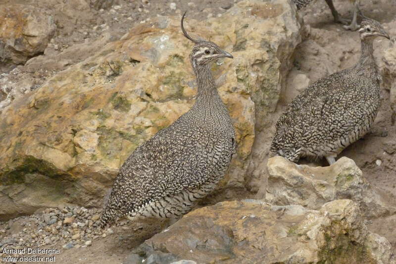 Tinamou élégantadulte, identification