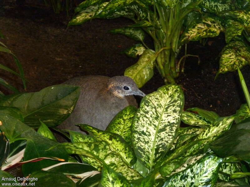 Tinamou solitaire, portrait