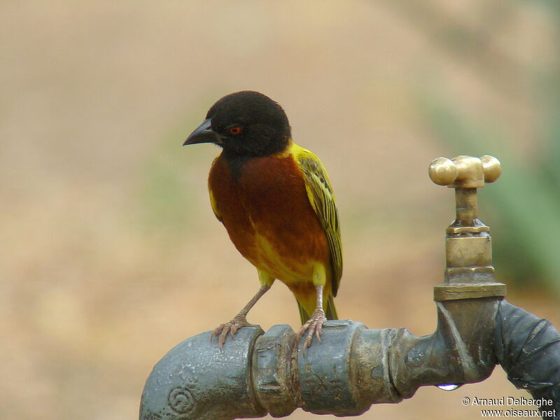 Golden-backed Weaver