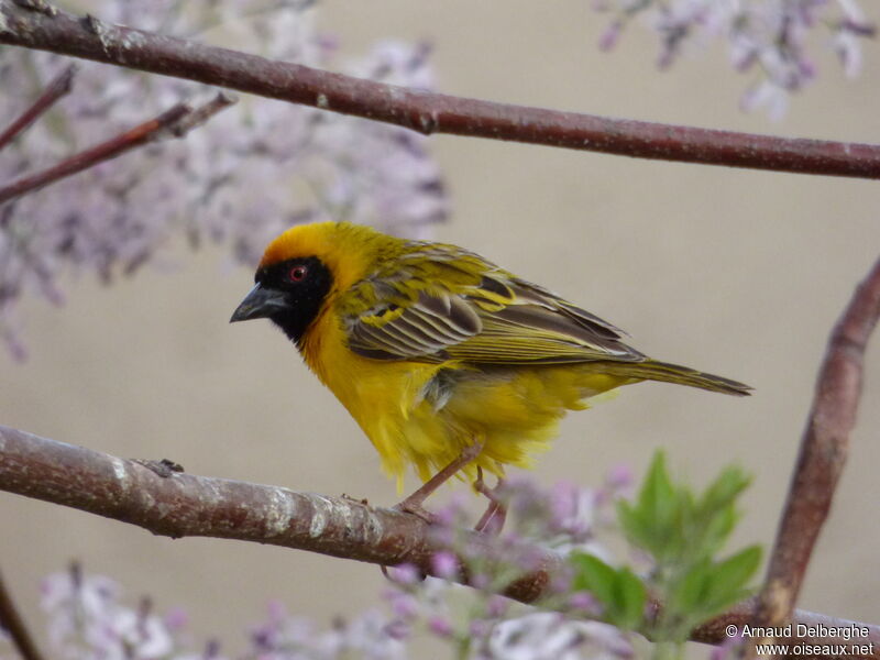 Southern Masked Weaver