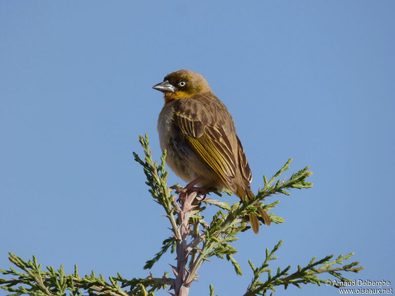 Baglafecht Weaver