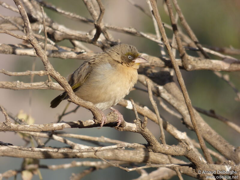 Baglafecht Weaver