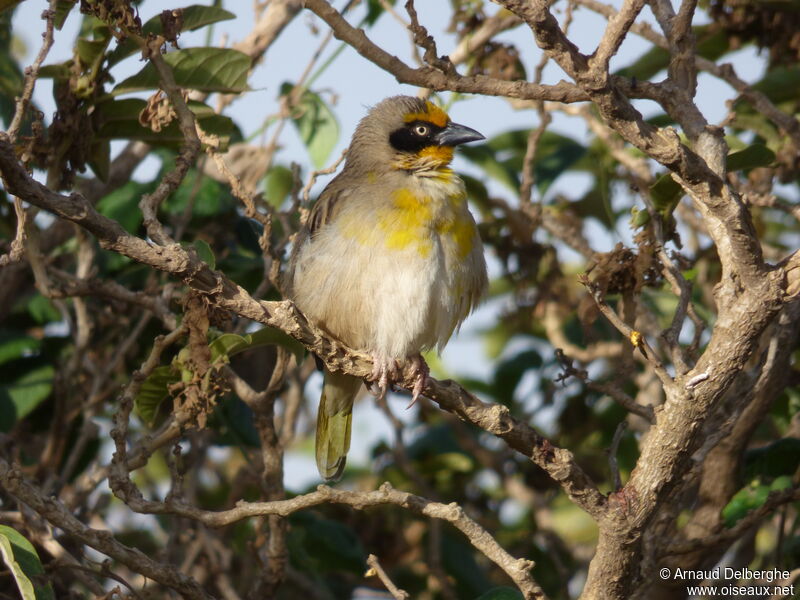 Baglafecht Weaver