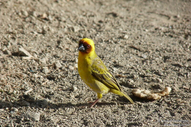 Rüppell's Weaver