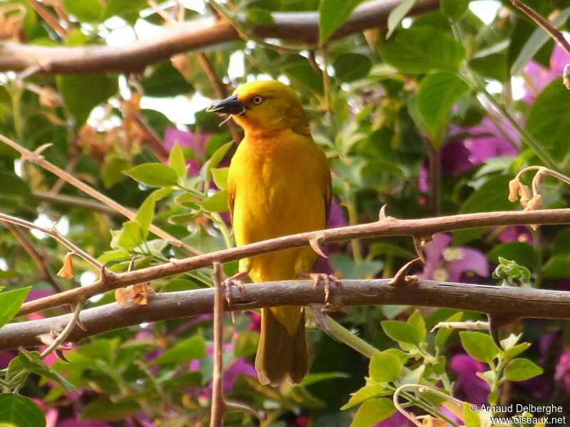 Holub's Golden Weaver