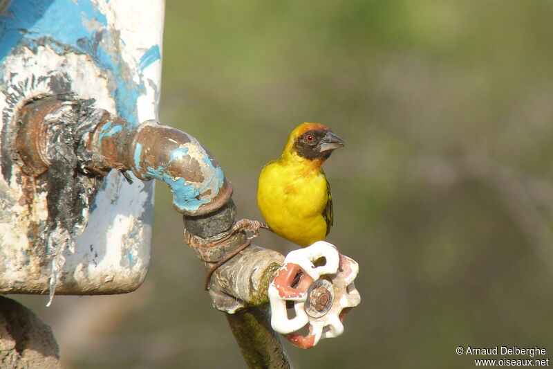 Vitelline Masked Weaver