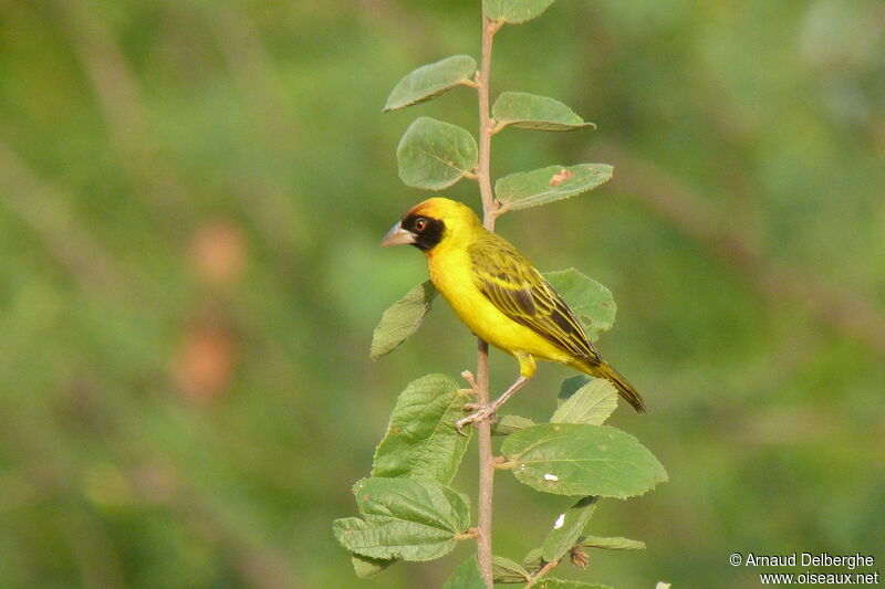 Vitelline Masked Weaver