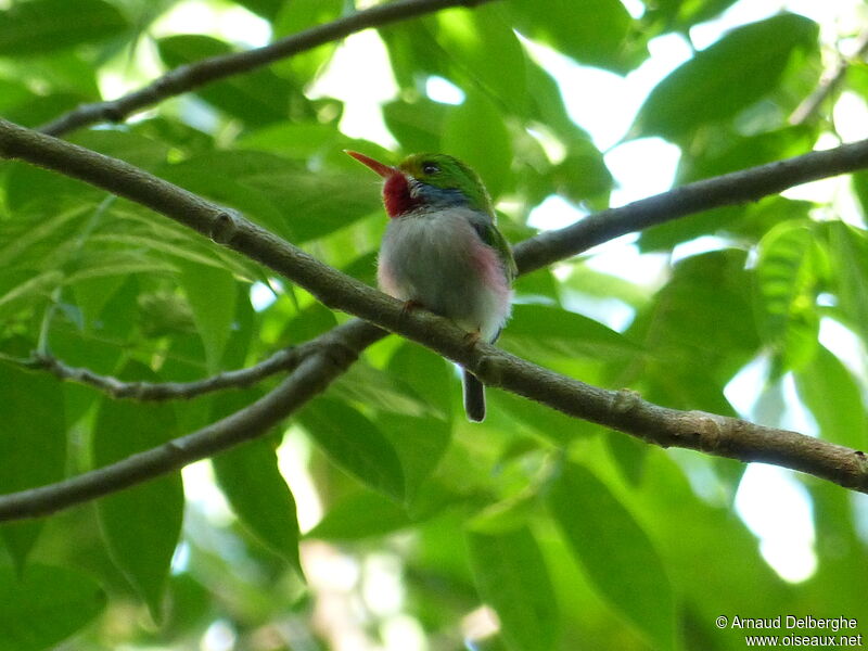 Cuban Tody